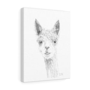 BRANDON Llama- Art Canvas