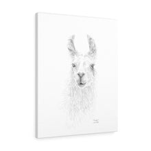 KINGSTON Llama - Art Canvas