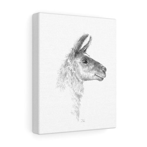 YVONNE Llama - Art Canvas