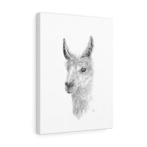 TEELE Llama - Art Canvas