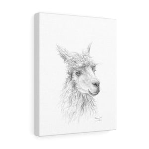 SHANNON Llama - Art Canvas