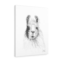 SUSAN Llama - Art Canvas