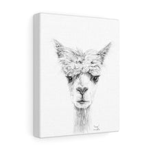 TRACY Llama - Art Canvas
