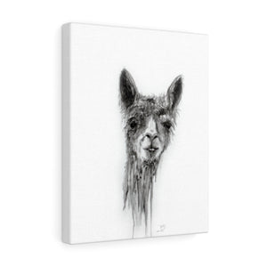 BILLY Llama - Art Canvas