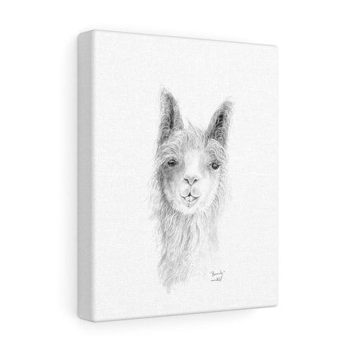 BEVERLY Llama - Art  Canvas