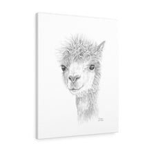 CHRISTINE Llama - Art Canvas