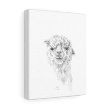 TAVI Llama - Art Canvas