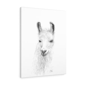 ALISHA Llama - Art Canvas