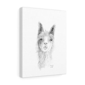 BEVERLY Llama - Art  Canvas