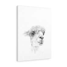DOMINIQUE Llama - Art Canvas