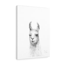 JACQUIE Llama - Art Canvas