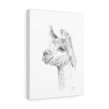ANDY Llama - Art Canvas