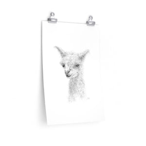 SIERRA Llama- Art Paper Print