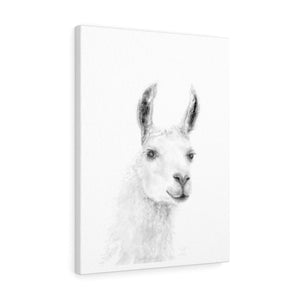 JILL Llama - Art Canvas