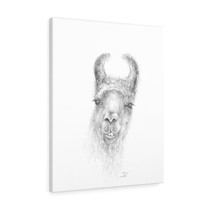 STACEY Llama - Art Canvas