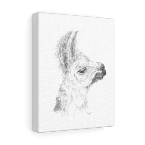 ANNELIESE Llama - Art Canvas