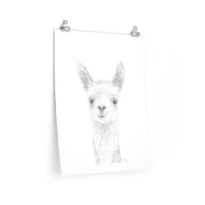 MARCIE Llama- Art Paper Print