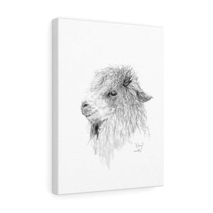 KELSEY Llama - Art Canvas