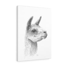 CIERRA Llama - Art Canvas