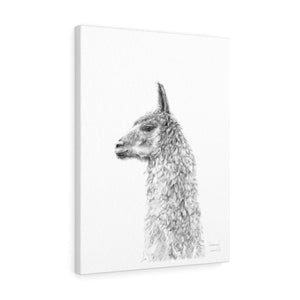 CASSIE Llama - Art Canvas
