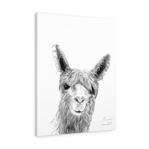 MIRANDA Llama - Art Canvas