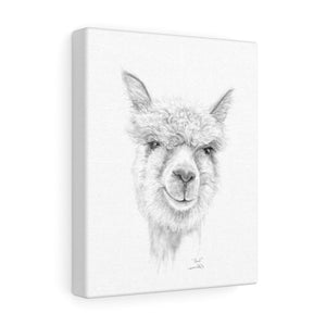 PAUL Llama - Art Canvas