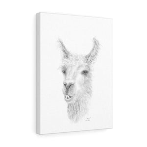 SHAUN Llama - Art Canvas