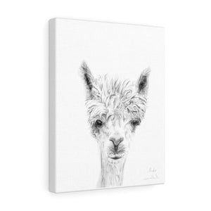 MIRKO Llama - Art Canvas