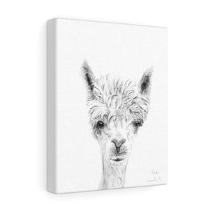 MIRKO Llama - Art Canvas