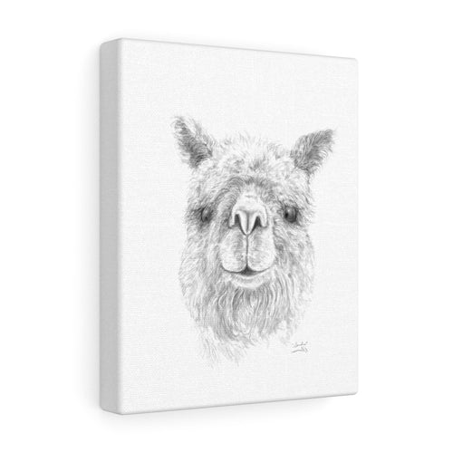 SANDRA Llama - Art Canvas