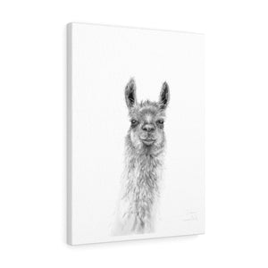 DONNA Llama - Art Canvas