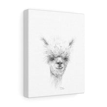 FISCHER Llama - Art Canvas
