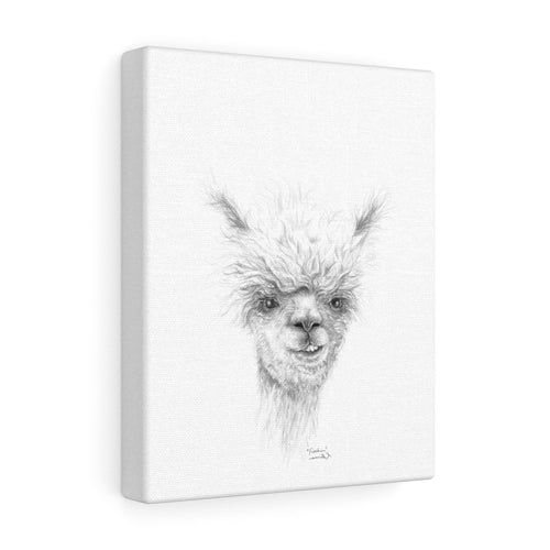 FISCHER Llama - Art Canvas
