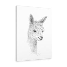 LIVIE Llama - Art Canvas