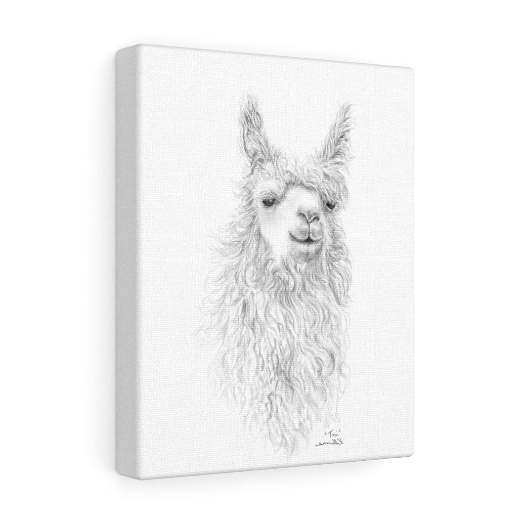 TORI Llama - Art Canvas