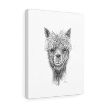 DANIEL Llama - Art Canvas