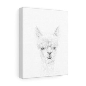 PHOEBE Llama - Art Canvas