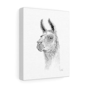 JAN CARLO Llama - Art Canvas