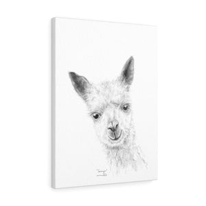 CAMRYN Llama - Art Canvas