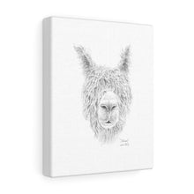 MELISSA Llama - Art Canvas