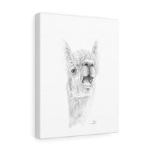 LANTY Llama - Art Canvas