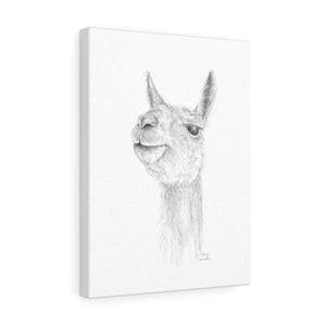 DAVYN Llama - Art Canvas
